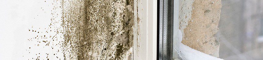 Cómo eliminar el moho y microorganismos de las paredes 1